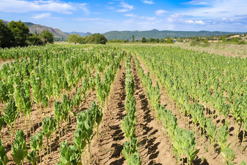 Fototapeta na wymiar Tobacco field plantation under blue sky