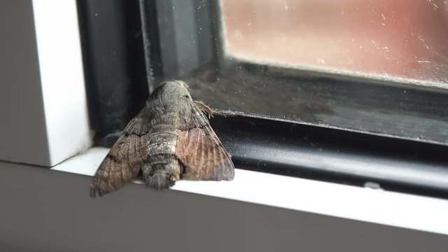 House moth closeup view