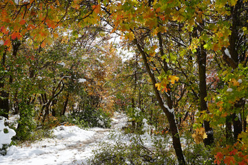 Trees Early Autumn Snow Utah 02