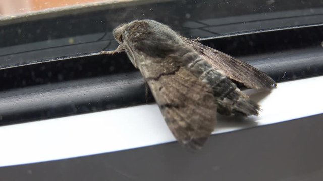 House moth closeup view