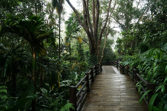 Walking paths made of wood head straight into the forest. The walkway is built for nature trails and can be used for walking and hiking.