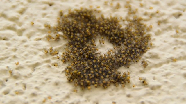 flock of small yellow spiders