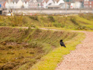 black crow resting on side of country path