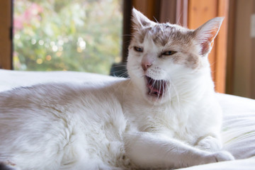 White cat yawning
