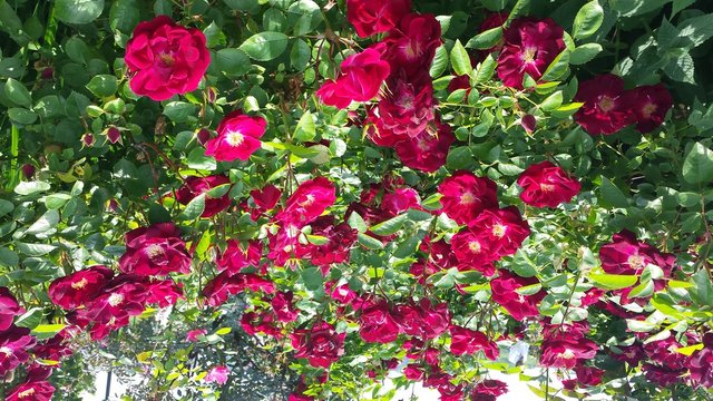 Roses