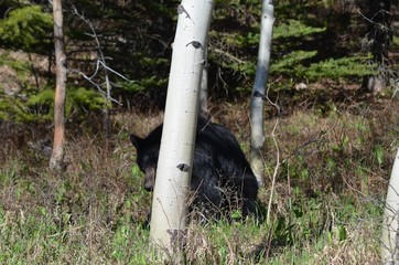 Black Bear playing peak-a-boo !