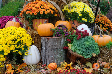 Pumpkin and mums