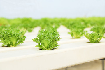 Fototapeta premium Filey Iceberg lettuce Hydroponic vegetables plantation 