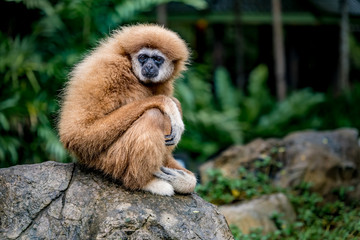 Brown gibbon sitting on the rock