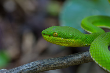 Close up Yellow-lipped Green Pit Viper snake