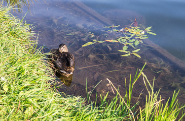duck on the lake at summer evening. background, texture.