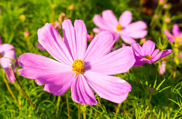 Obraz premium purple pink garden flower with big petals at summer. nature, flora.