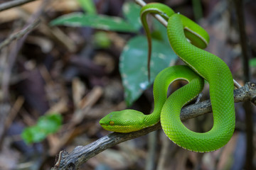 Close up Yellow-lipped Green Pit Viper snake