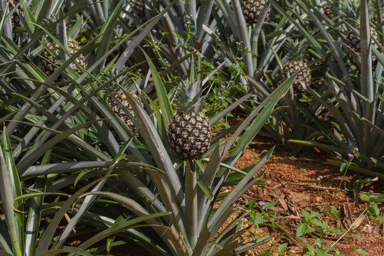 Pineapple tropical fruit