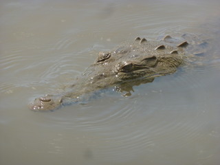 River Crocodiles in Costa Rica