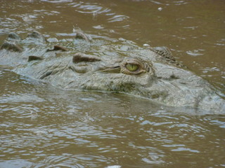 River Crocodiles in Costa Rica