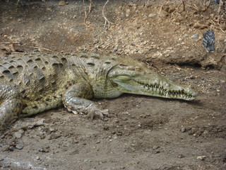 River Crocodiles in Costa Rica