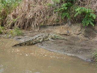 River Crocodiles in Costa Rica