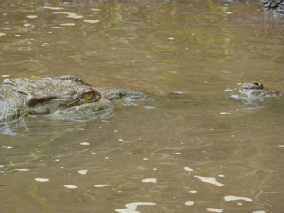 River Crocodiles in Costa Rica