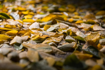 Fall leaves on ground