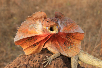 The Frilled Lizard (Chlamydosaurus kingii) located near the North Queensland and Northern Territory...