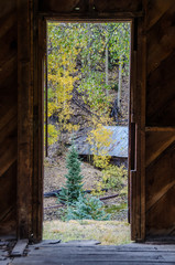 Aspens from an abandoned cabin