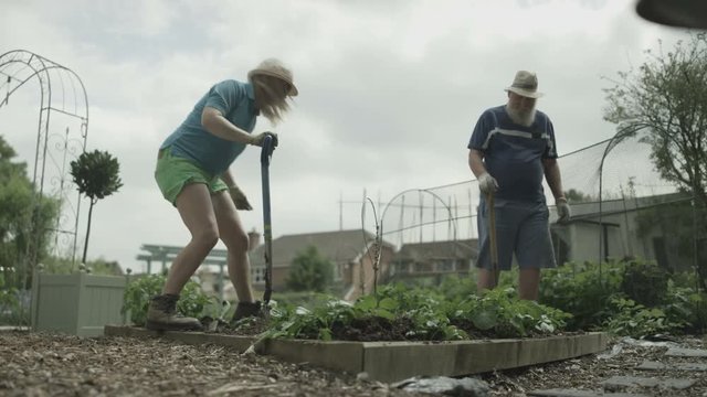  Gardeners working together in community allotment, woman digging up the soil.