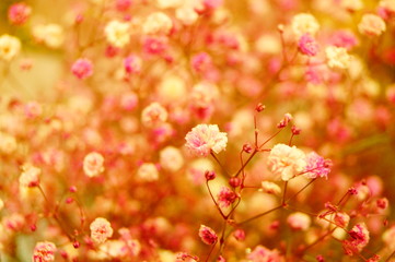 All over the sky star