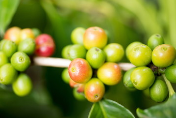 Organic red green  coffee cherries beans