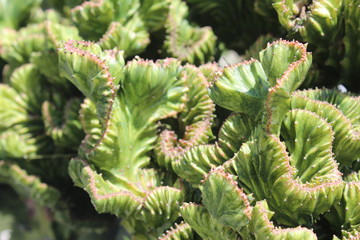Grafted Cactus in Guangdong Canton China Asia