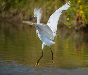 Dancing Snowy Egret with fluffed feathers on pond