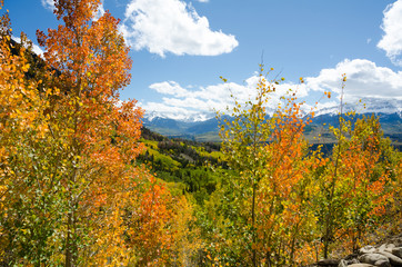Orange aspens against snowcapped peaks