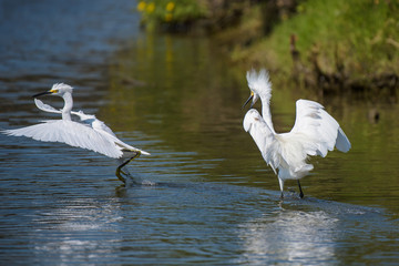 Two Snowy Egrets in pursuit of eachother