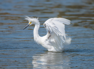 Dancing Snowy Egret with fluffed feathers on pond