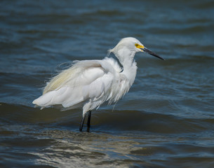 Snowy Egrets wading in pond with feathers fluffed