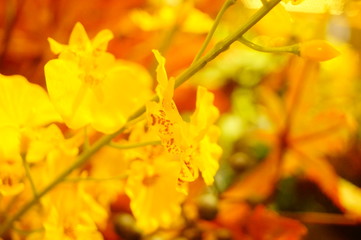 Beautiful artificial flowers