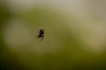 Araña