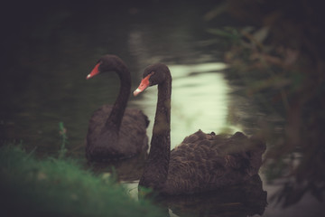 Fototapeta premium Black swans