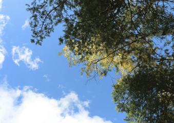 autumnal background - trees with yellow leaves against the sky