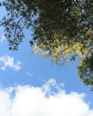 autumnal background - trees with yellow leaves against the sky