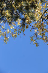 autumnal background - trees with yellow leaves against the sky