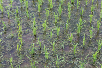 Rice Seedling Texture