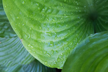 Obraz premium Big Leaf