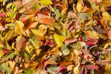 Colorado Fall