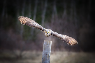 Grey horned owl