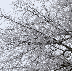 Obraz premium Winter time