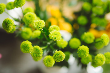 Small green flower at a flower shop