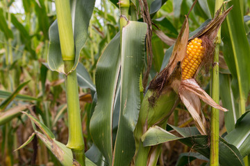 Overripe corn on the stalk