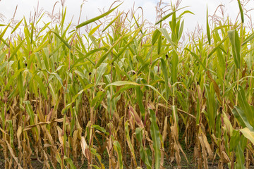Obraz premium Corn stalks in the afternoon light