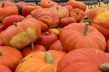 Pile of ripe pumpkins